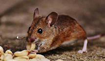 ant-control Experts in Wilburton